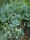 Crambe maritima