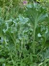 Crambe maritima