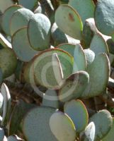 Crassula arborescens