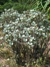 Crassula arborescens