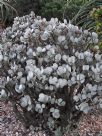 Crassula arborescens