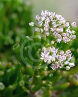 Crassula ovata Gollum