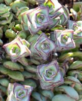 Crassula perforata