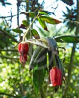 Crinodendron hookerianum