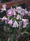 Crinum moorei