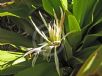 Crinum pedunculatum