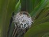 Crinum pedunculatum