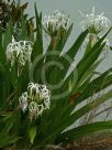 Crinum pedunculatum