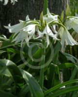 Crinum powellii Album