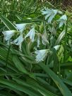 Crinum powellii Album