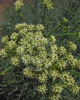 Crithmum maritimum