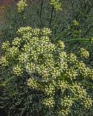 Crithmum maritimum