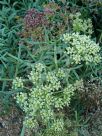 Crithmum maritimum