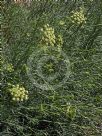 Crithmum maritimum