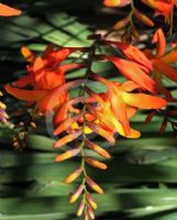 Crocosmia crocosmiiflora