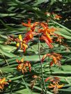 Crocosmia crocosmiiflora