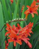 Crocosmia Lucifer