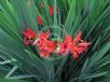 Crocosmia Lucifer