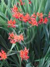 Crocosmia Lucifer