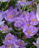 Crocus tommasinianus