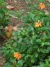 Crossandra infundibuliformis