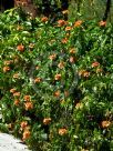 Crossandra infundibuliformis