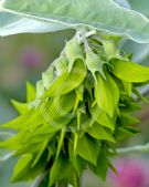 Crotalaria cunninghamii