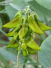 Crotalaria cunninghamii