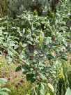 Crotalaria cunninghamii