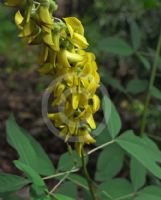 Crotalaria pallida