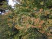 Cryptomeria japonica