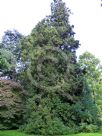 Cryptomeria japonica