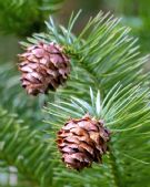 Cunninghamia lanceolata