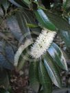 Cunonia capensis