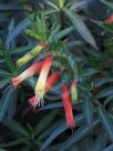 Cuphea micropetala