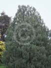 Cupressus cashmeriana