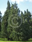 Cupressus cashmeriana