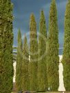 Cupressus sempervirens Stricta