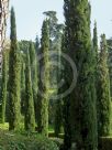 Cupressus sempervirens Stricta