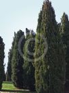 Cupressus sempervirens Stricta