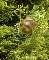 Cupressus sempervirens Swane's Gold