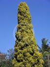 Cupressus sempervirens Swane's Gold