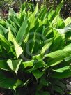 Curcuma longa