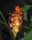 Curcuma roscoeana