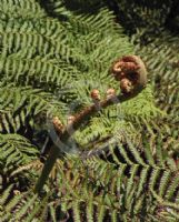 Cyathea australis