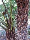 Cyathea australis