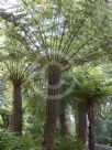 Cyathea australis