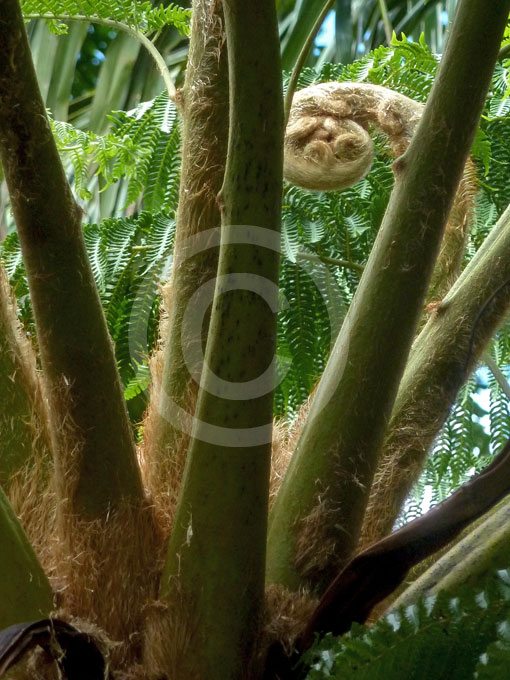 Cyathea brownii Norfolk Island Tree Fern information & photos