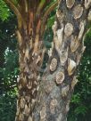 Cyathea cooperi