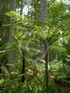 Cyathea leichhardtiana